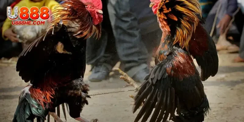 Nhà cái U888 là sự lựa chọn lý tưởng nếu bạn muốn tham gia cá cược đá gà