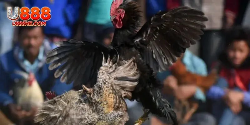 Các giống gà trong đá gà ở miền Tây đều là những chiến kê dũng mãnh