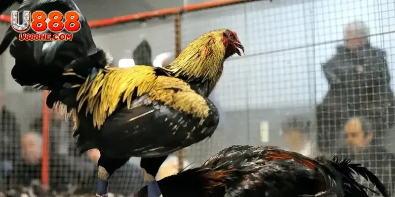 Đá gà Thomo trực tuyến tại nhà cái U888 hấp dẫn chưa từng có