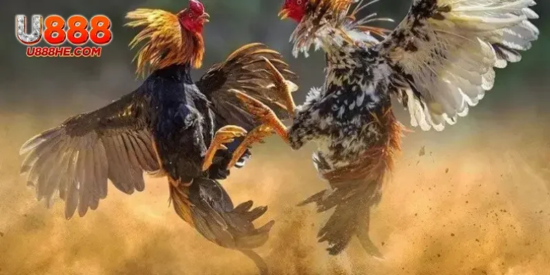 Trận đá gà Thomo cực kỳ nảy lửa và mang lại những phút giây gay cấn