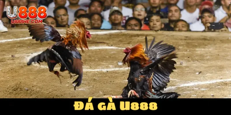 Đá gà U888 là nội dung được yêu thích