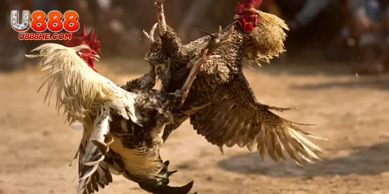 Có nhiều loại hình đá gà tại U888